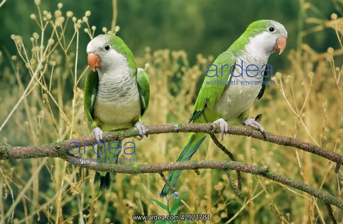 : Monk Parakeet : Monk Parakeet