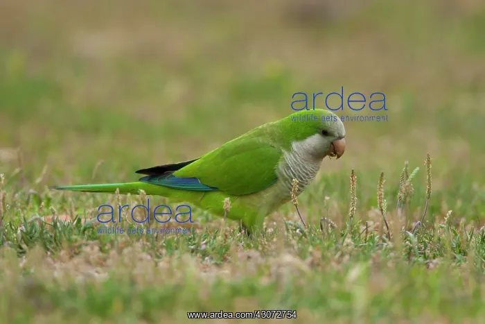 : Monk Parakeet : Monk Parakeet