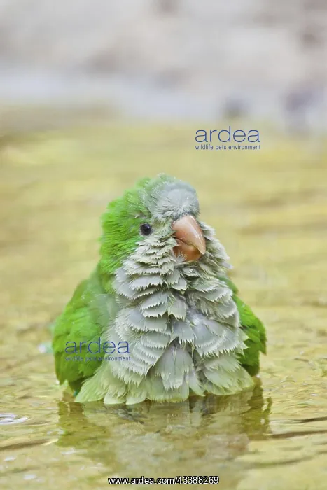 : Monk parakeet (Myiopsitta monachus), monk parakeet in Italy : Monk parakeet (Myiopsitta monachus), monk parakeet in Italy