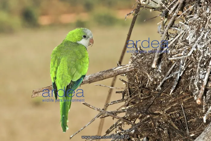 : Monk Parakeet near nest : Monk Parakeet near nest