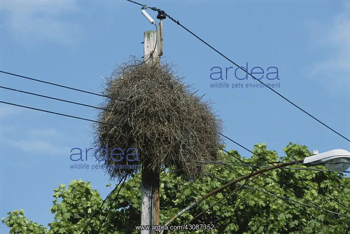 : Monk Parakeet Nest : Monk Parakeet Nest