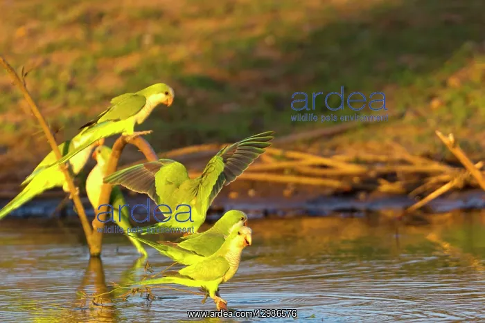 : Monk Parakeet / Quaker Parrot : Monk Parakeet / Quaker Parrot