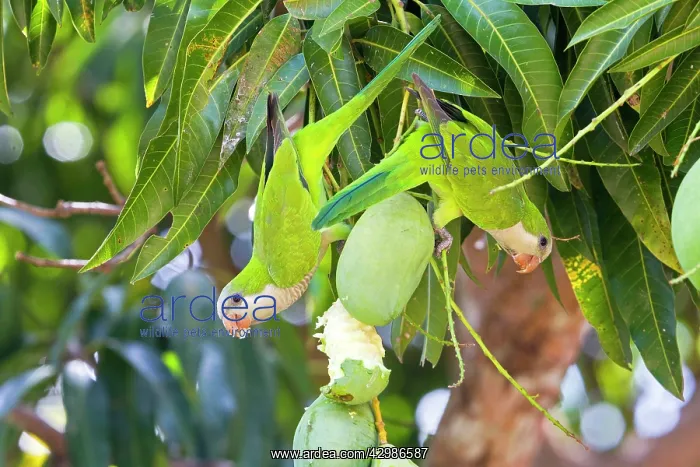 : Monk Parakeet / Quaker Parrot : Monk Parakeet / Quaker Parrot