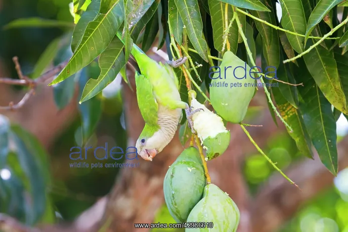 : Monk Parakeet / Quaker Parrot : Monk Parakeet / Quaker Parrot