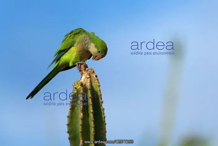 : Monk Parakeet / Quaker Parrot - adult feeding on a cactus : Monk Parakeet / Quaker Parrot - adult feeding on a cactus