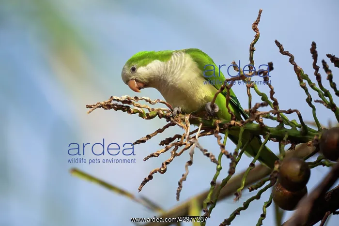 : Monk Parakeet / Quaker Parrot - adult sitting high : Monk Parakeet / Quaker Parrot - adult sitting high