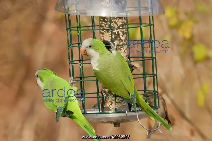 : Monk Parakeet / Quaker Parrot - at bird feeder : Monk Parakeet / Quaker Parrot - at bird feeder