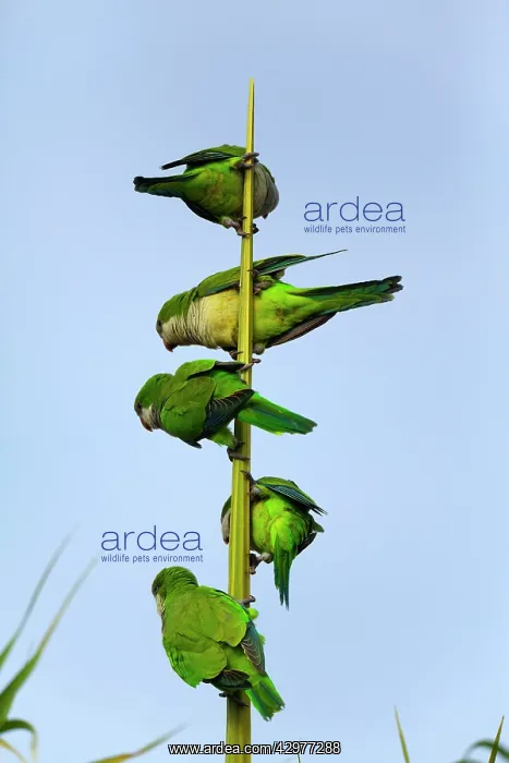 : Monk Parakeet / Quaker Parrot - a group of 5 adults : Monk Parakeet / Quaker Parrot - a group of 5 adults