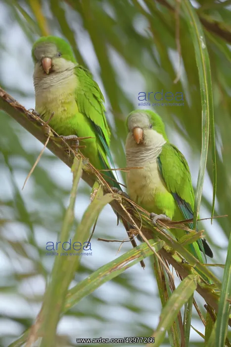 : Monk Parakeet / Quaker Parrot - a pair of adults : Monk Parakeet / Quaker Parrot - a pair of adults