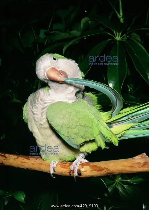 : Monk Parakeet / Quaker Parrot - preening : Monk Parakeet / Quaker Parrot - preening