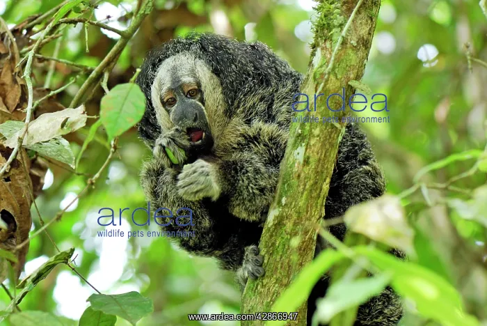 : Monk Saki (Pithecia monachus). Pacaya-Samiria Nationalpark - Iquitos - Peru : Monk Saki (Pithecia monachus). Pacaya-Samiria Nationalpark - Iquitos - Peru