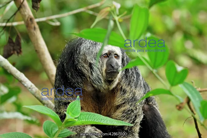 : Monk Saki (Pithecia monachus). Pacaya-Samiria Nationalpark - Iquitos - Peru : Monk Saki (Pithecia monachus). Pacaya-Samiria Nationalpark - Iquitos - Peru