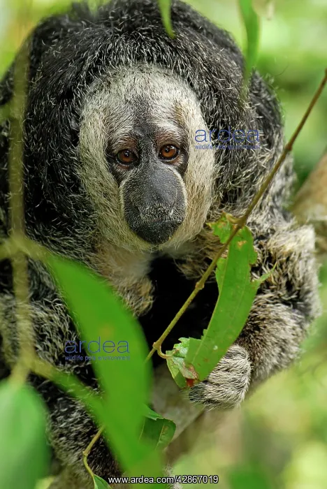 : Monk Saki (Pithecia monachus). Pacaya-Samiria Nationalpark - Iquitos - Peru : Monk Saki (Pithecia monachus). Pacaya-Samiria Nationalpark - Iquitos - Peru
