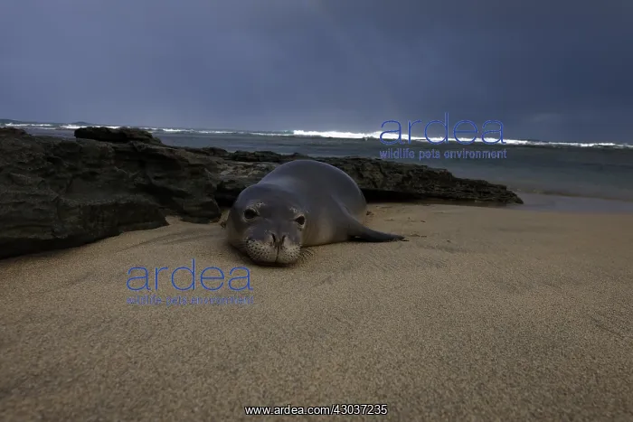 : Monk seal laying on beach - Monk seal laying on : Monk seal laying on beach - Monk seal laying on