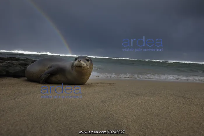 : Monk seal laying on beach - Monk seal laying on : Monk seal laying on beach - Monk seal laying on