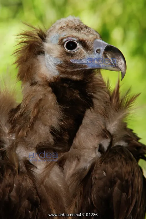 : Monk Vulture (Aegypius monachus) : Monk Vulture (Aegypius monachus)