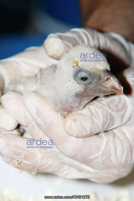 : Monk Vulture (Aegypius monachus), chick at the zoo : Monk Vulture (Aegypius monachus), chick at the zoo