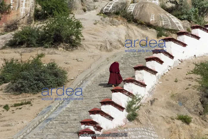 : Monk walking the stairs in Drepung Monastery, one : Monk walking the stairs in Drepung Monastery, one