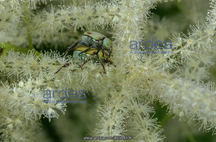 : Monkey Beetle, Hoplia argentea (a species of sca : Monkey Beetle, Hoplia argentea (a species of sca
