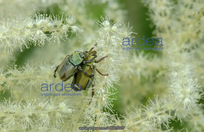 : Monkey Beetle, Hoplia argentea (a species of sca : Monkey Beetle, Hoplia argentea (a species of sca