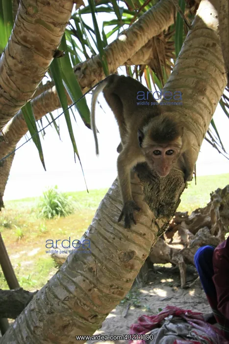 : Monkey, Bentota Beach, Sri Lanka : Monkey, Bentota Beach, Sri Lanka