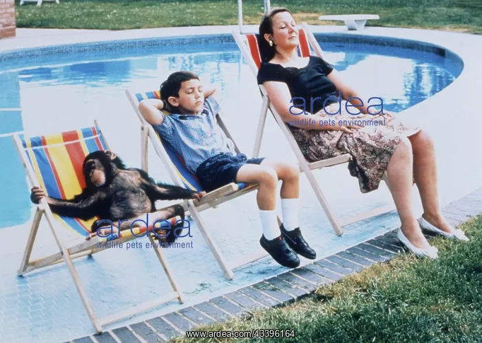 : Monkey in company at the swimming pool, England, G : Monkey in company at the swimming pool, England, G