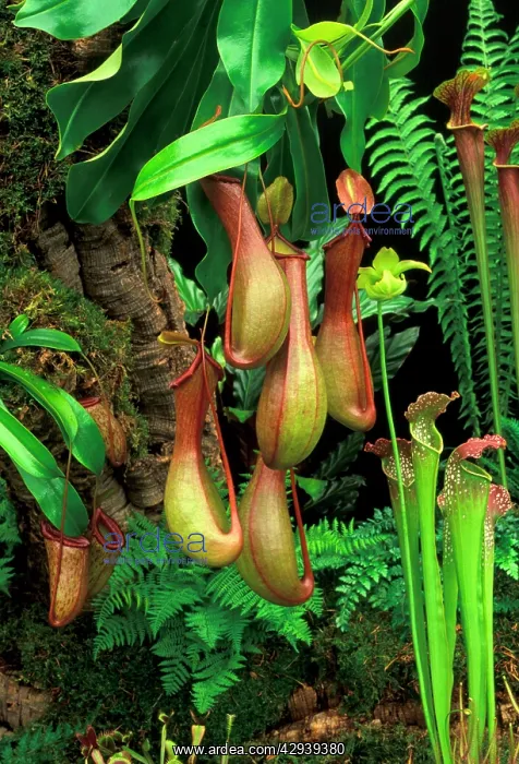 : Monkey Cup / Pitcher Plant : Monkey Cup / Pitcher Plant