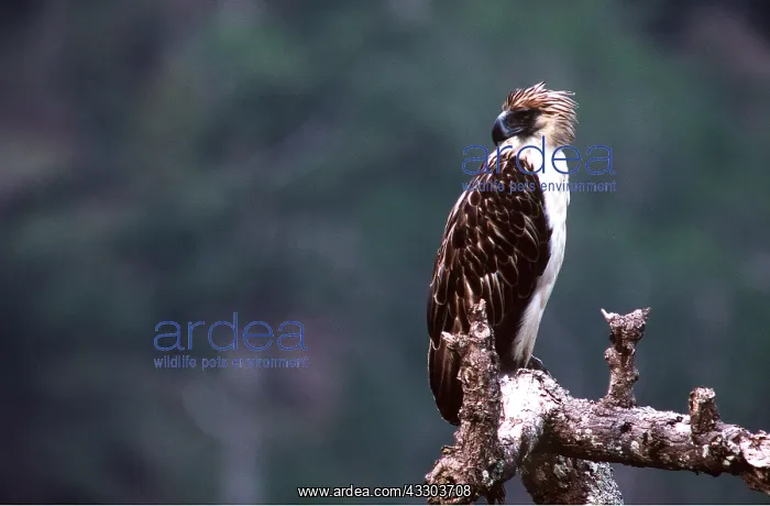 : MONKEY-EATING / PHILIPPINE EAGLE - perched on branch : MONKEY-EATING / PHILIPPINE EAGLE - perched on branch