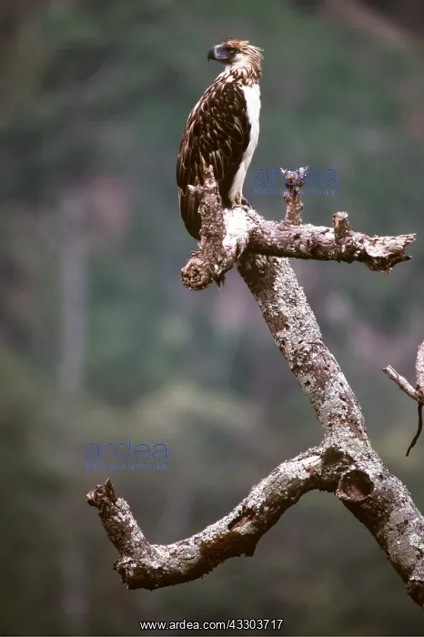 : MONKEY-EATING / PHILIPPINE EAGLE - perched on branch : MONKEY-EATING / PHILIPPINE EAGLE - perched on branch