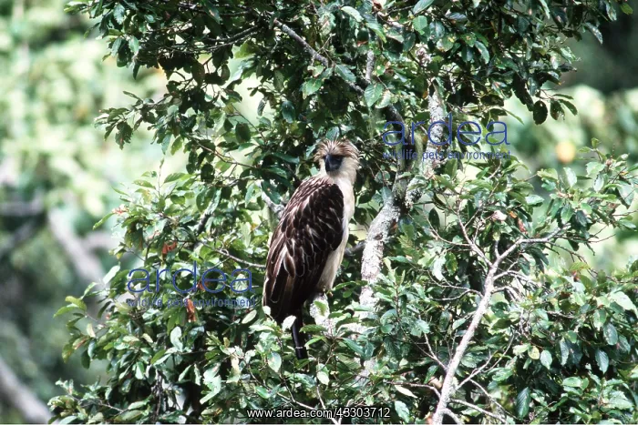 : MONKEY-EATING / PHILIPPINE EAGLE - perched in tree : MONKEY-EATING / PHILIPPINE EAGLE - perched in tree