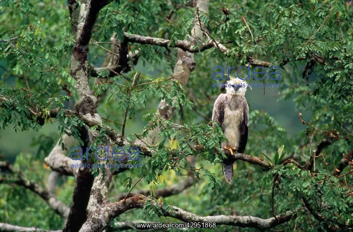 : Monkey-eating / Philippine Eagle - in tree : Monkey-eating / Philippine Eagle - in tree