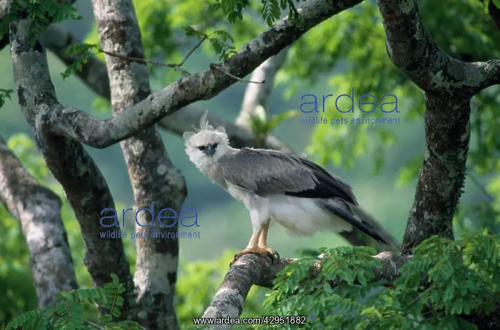 : Monkey-eating / Philippine Eagle - in tree : Monkey-eating / Philippine Eagle - in tree