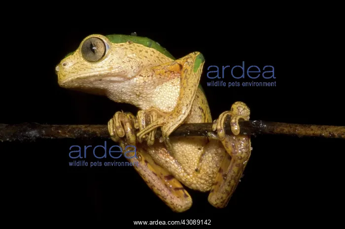 : Monkey Frog : Monkey Frog