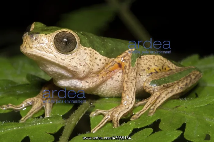 : Monkey Frog : Monkey Frog