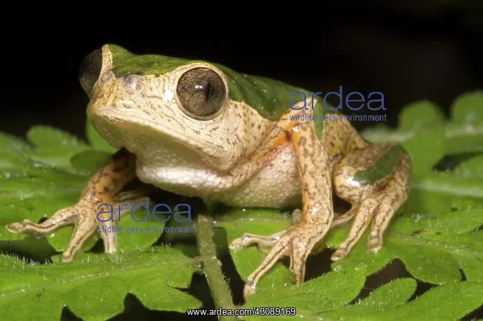 : Monkey Frog : Monkey Frog