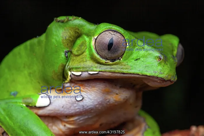 : Monkey Frog (Phyllomedusa bicolor) portrait, Montagne : Monkey Frog (Phyllomedusa bicolor) portrait, Montagne