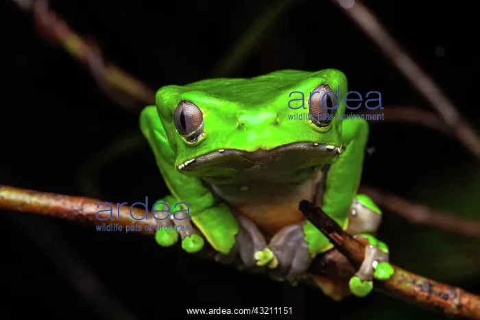 : Monkey Frog (Phyllomedusa bicolor) portrait, Petit : Monkey Frog (Phyllomedusa bicolor) portrait, Petit