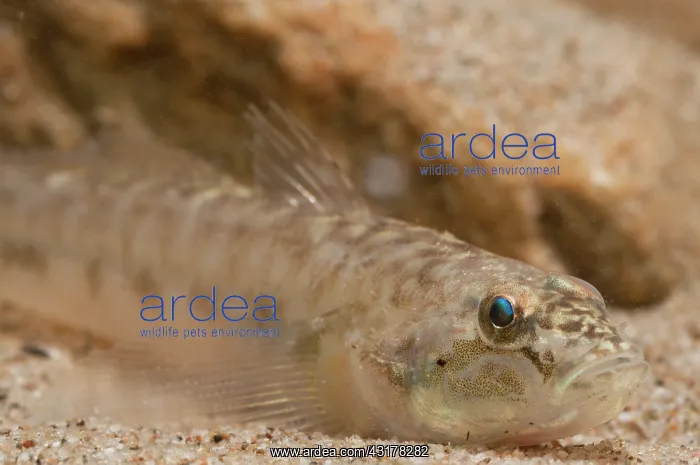 : Monkey Goby : Monkey Goby