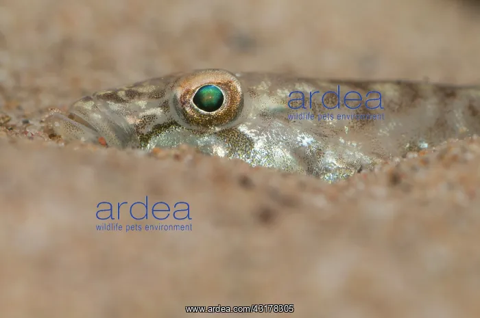 : Monkey Goby : Monkey Goby