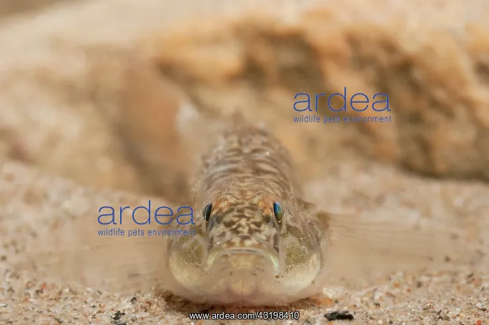 : Monkey Goby : Monkey Goby