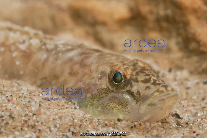 : Monkey Goby : Monkey Goby