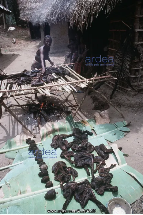  : Monkey meat (bush meat) being laid out to dry