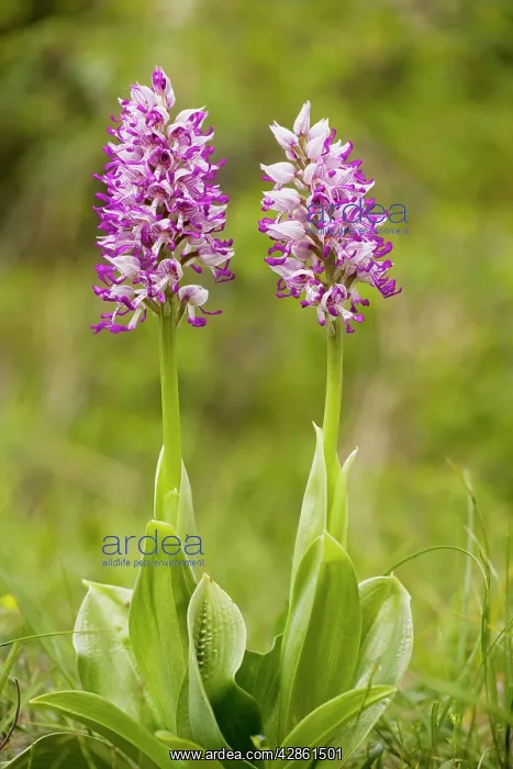 : Monkey Orchid - in flower. Very rare in UK : Monkey Orchid - in flower. Very rare in UK