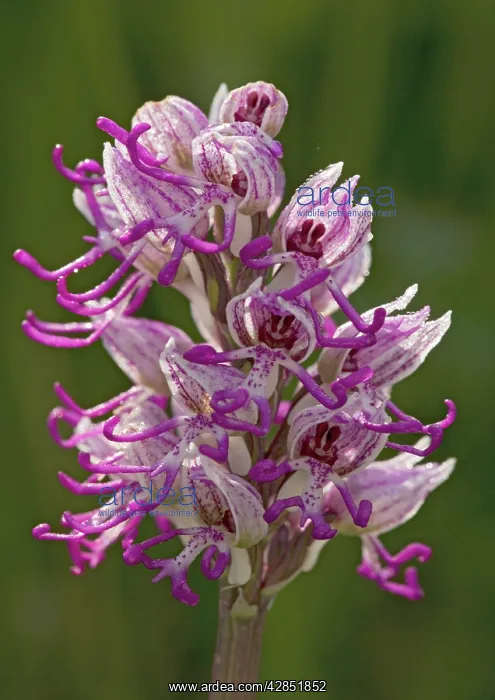 : Monkey Orchid. UK rarity : Monkey Orchid. UK rarity