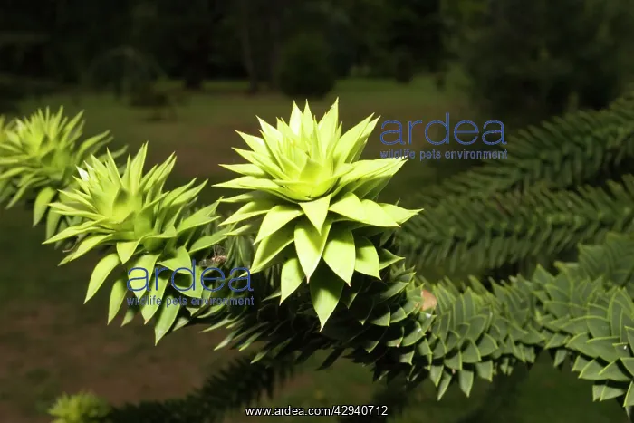  : Monkey Puzzle - rosette of young leaves on end of branch