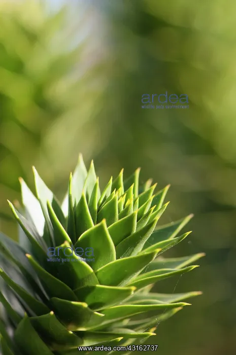 : Monkey puzzle tree, Araucaria araucana, The tip : Monkey puzzle tree, Araucaria araucana, The tip