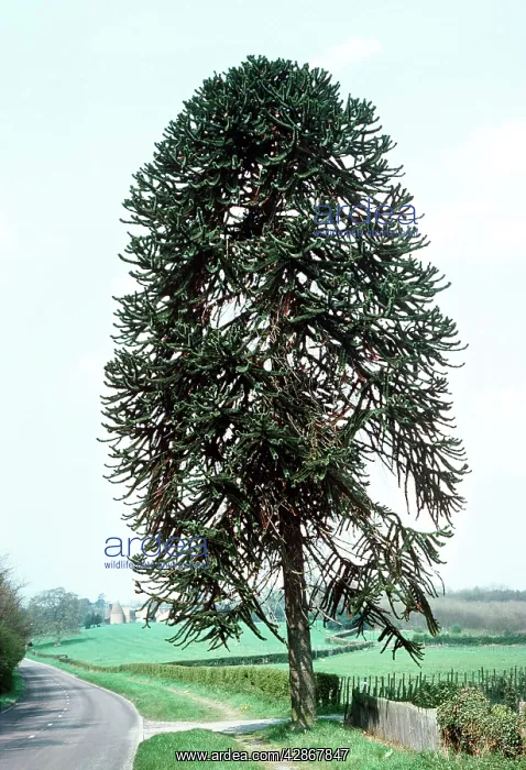 : Monkey Puzzle TREE / Chilean Pine : Monkey Puzzle TREE / Chilean Pine