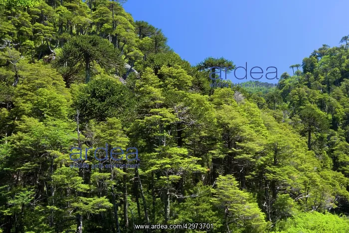 : Monkey Puzzle Tree / Monkey Tail Tree / Araucaria : Monkey Puzzle Tree / Monkey Tail Tree / Araucaria