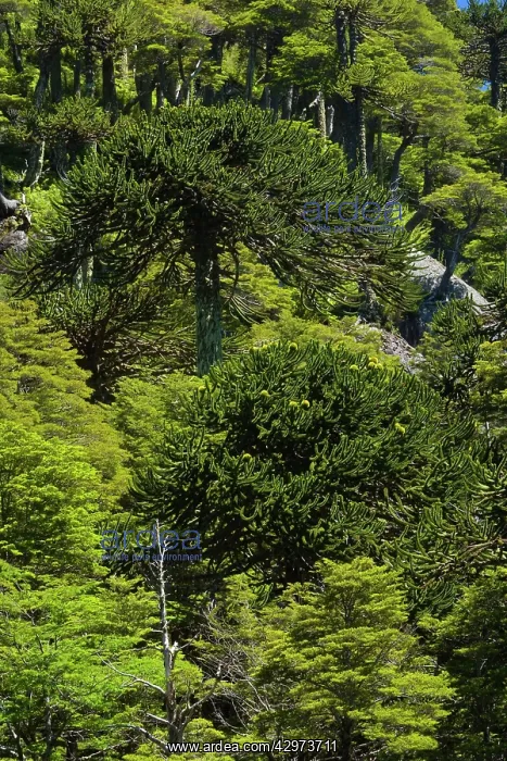 : Monkey Puzzle Tree / Monkey Tail Tree / Araucaria : Monkey Puzzle Tree / Monkey Tail Tree / Araucaria