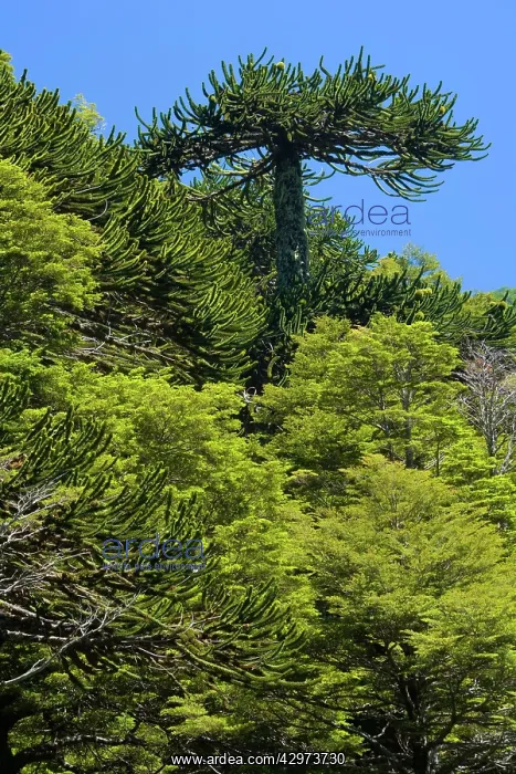 : Monkey Puzzle Tree / Monkey Tail Tree / Araucaria : Monkey Puzzle Tree / Monkey Tail Tree / Araucaria